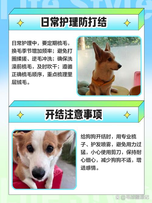 狗狗毛打结怎么办_狗狗毛全部打结怎么办-第4张图片-后鲨宠物 狗狗毛打结怎么办_狗狗毛全部打结怎么办-第4张图片-后鲨宠物