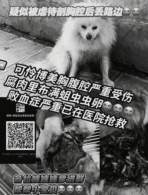 狗狗身上有蛆虫怎么办，狗身上长了蛆虫该怎么办？-第3张图片-后鲨宠物