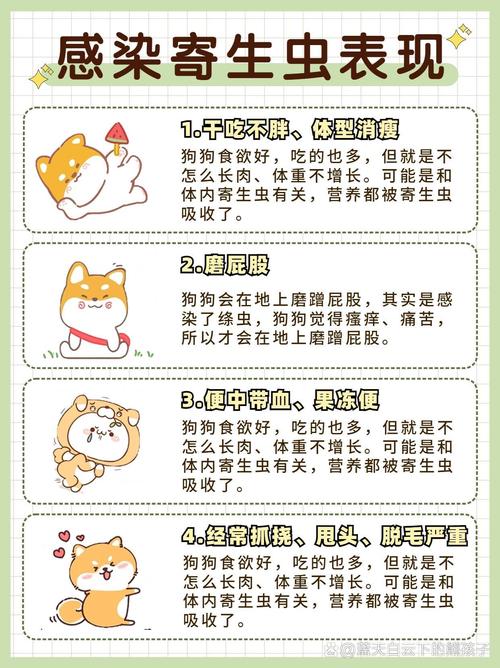 狗狗身上有蛆虫怎么办，狗身上长了蛆虫该怎么办？-第4张图片-后鲨宠物