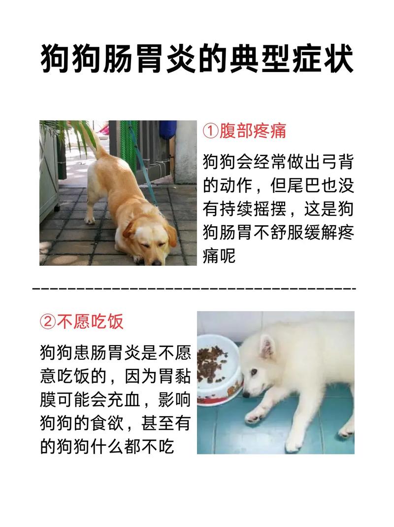 狗狗肠胃炎症状,狗狗肠胃炎症状吃什么药好得快-第6张图片-后鲨宠物 狗狗肠胃炎症状,狗狗肠胃炎症状吃什么药好得快-第6张图片-后鲨宠物
