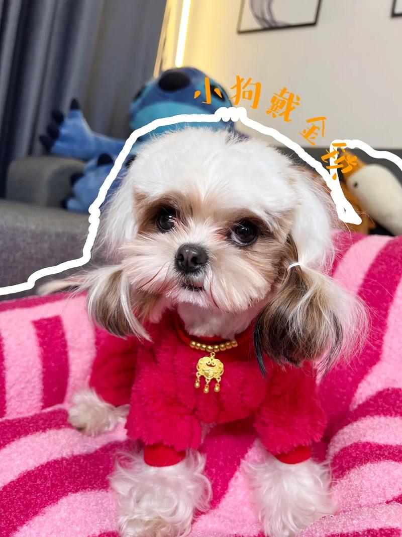 狗狗能带铃铛吗,狗狗可以带小铃铛吗?-第2张图片-后鲨宠物 狗狗能带铃铛吗,狗狗可以带小铃铛吗?-第2张图片-后鲨宠物