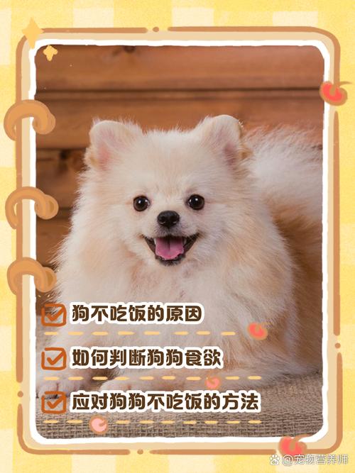 狗狗很精神但不吃东西,狗狗很精神但不吃东西怎么办?-第2张图片-后鲨宠物 狗狗很精神但不吃东西,狗狗很精神但不吃东西怎么办?-第2张图片-后鲨宠物