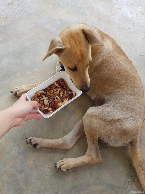 狗狗很精神但不吃东西,狗狗很精神但不吃东西怎么办?-第4张图片-后鲨宠物 狗狗很精神但不吃东西,狗狗很精神但不吃东西怎么办?-第4张图片-后鲨宠物