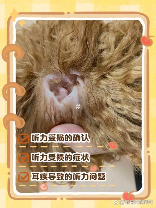 狗狗耳朵聋能治愈吗_狗耳朵聋了是怎么回事-第4张图片-后鲨宠物 狗狗耳朵聋能治愈吗_狗耳朵聋了是怎么回事-第4张图片-后鲨宠物