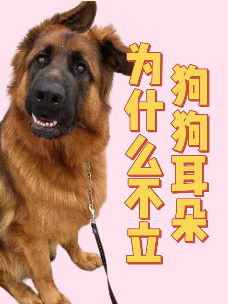 狗狗耳朵聋能治愈吗_狗耳朵聋了是怎么回事-第5张图片-后鲨宠物 狗狗耳朵聋能治愈吗_狗耳朵聋了是怎么回事-第5张图片-后鲨宠物