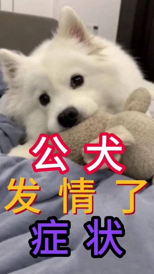 狗狗发情的表现，狗狗发情的表现是什么症状？-第2张图片-后鲨宠物