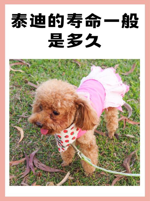 捡来的狗狗怎么看年龄_捡到一只狗怎么看年龄-第1张图片-后鲨宠物 捡来的狗狗怎么看年龄_捡到一只狗怎么看年龄-第1张图片-后鲨宠物