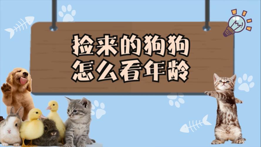 捡来的狗狗怎么看年龄_捡到一只狗怎么看年龄-第5张图片-后鲨宠物 捡来的狗狗怎么看年龄_捡到一只狗怎么看年龄-第5张图片-后鲨宠物
