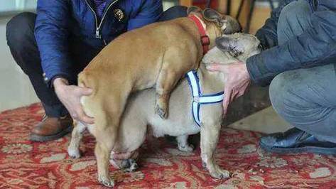 狗狗多大能配种,狗狗多大能配种成功-第1张图片-后鲨宠物 狗狗多大能配种,狗狗多大能配种成功-第1张图片-后鲨宠物