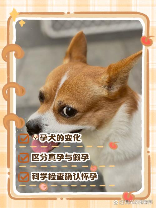 狗狗多大能配种,狗狗多大能配种成功-第4张图片-后鲨宠物 狗狗多大能配种,狗狗多大能配种成功-第4张图片-后鲨宠物