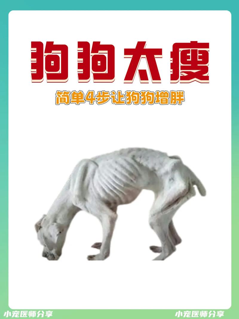 狗狗吃什么长肉,狗狗吃什么长肉快?-第4张图片-后鲨宠物 狗狗吃什么长肉,狗狗吃什么长肉快?-第4张图片-后鲨宠物