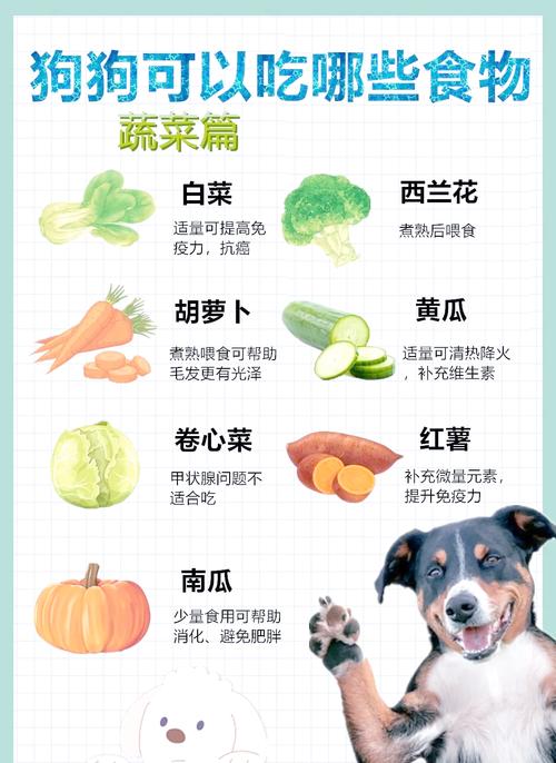 狗狗吃蔬菜好吗,狗狗吃蔬菜会长胖吗?-第5张图片-后鲨宠物 狗狗吃蔬菜好吗,狗狗吃蔬菜会长胖吗?-第5张图片-后鲨宠物