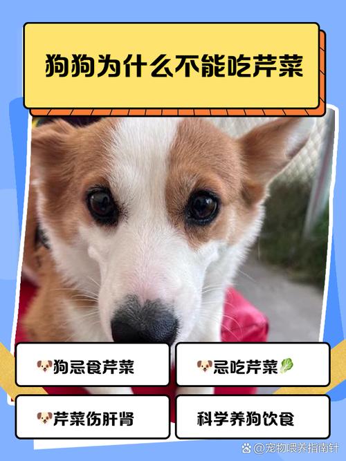 狗狗吃蔬菜好吗,狗狗吃蔬菜会长胖吗?-第6张图片-后鲨宠物 狗狗吃蔬菜好吗,狗狗吃蔬菜会长胖吗?-第6张图片-后鲨宠物