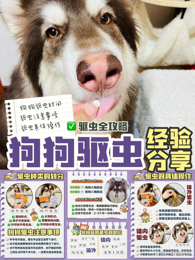 狗狗多大可以做驱虫,狗狗多大可以驱虫??-第2张图片-后鲨宠物 狗狗多大可以做驱虫,狗狗多大可以驱虫??-第2张图片-后鲨宠物