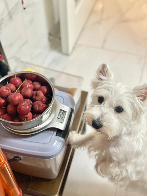 狗狗可以吃山楂吗_狗狗可以吃山楂吗?-第1张图片-后鲨宠物 狗狗可以吃山楂吗_狗狗可以吃山楂吗?-第1张图片-后鲨宠物