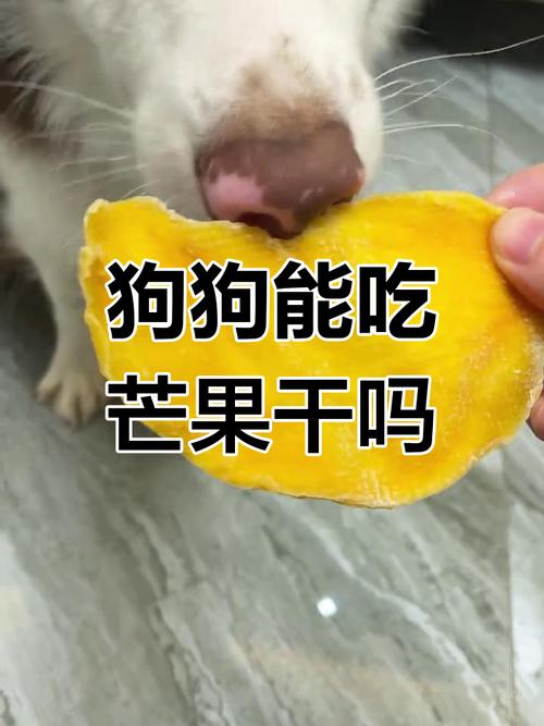 狗狗能吃芒果干吗,狗狗能吃芒果干吗会死吗?-第3张图片-后鲨宠物 狗狗能吃芒果干吗,狗狗能吃芒果干吗会死吗?-第3张图片-后鲨宠物