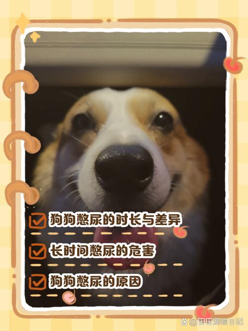 狗狗憋尿能憋多长时间,狗狗憋尿好吗?-第5张图片-后鲨宠物 狗狗憋尿能憋多长时间,狗狗憋尿好吗?-第5张图片-后鲨宠物