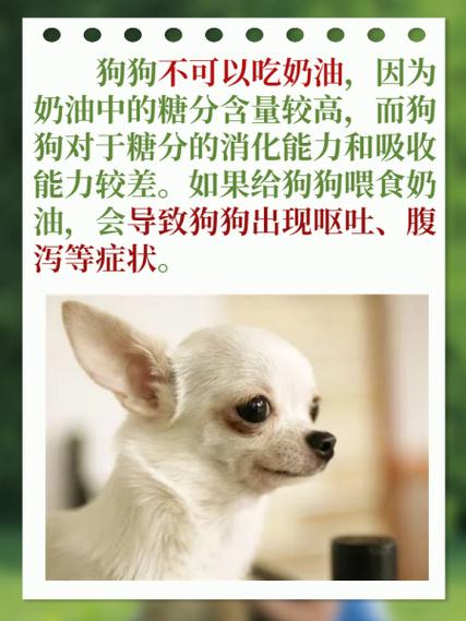 狗狗吃了奶油会怎么样,狗狗吃了奶油怎么补救-第4张图片-后鲨宠物 狗狗吃了奶油会怎么样,狗狗吃了奶油怎么补救-第4张图片-后鲨宠物