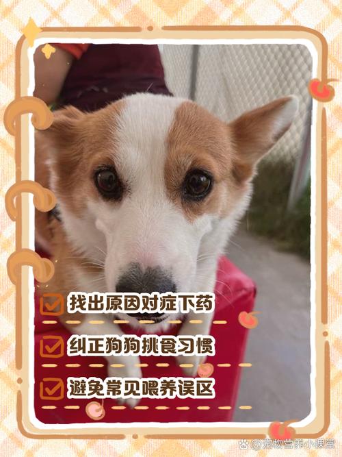 两个月狗狗不吃狗粮怎么办,两个月狗不吃狗粮咋办-第1张图片-后鲨宠物 两个月狗狗不吃狗粮怎么办,两个月狗不吃狗粮咋办-第1张图片-后鲨宠物