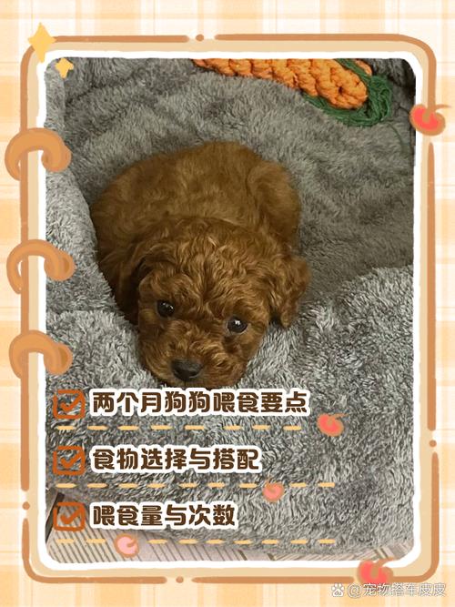 两个月狗狗不吃狗粮怎么办,两个月狗不吃狗粮咋办-第3张图片-后鲨宠物 两个月狗狗不吃狗粮怎么办,两个月狗不吃狗粮咋办-第3张图片-后鲨宠物