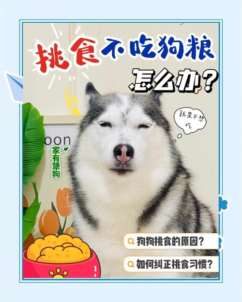 两个月狗狗不吃狗粮怎么办,两个月狗不吃狗粮咋办-第4张图片-后鲨宠物 两个月狗狗不吃狗粮怎么办,两个月狗不吃狗粮咋办-第4张图片-后鲨宠物