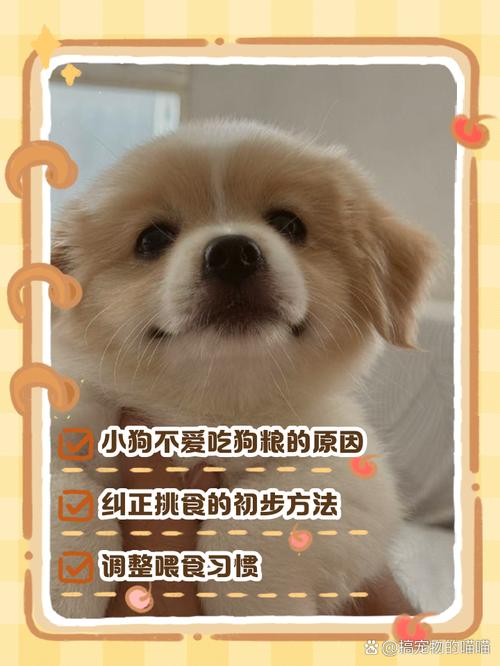 两个月狗狗不吃狗粮怎么办,两个月狗不吃狗粮咋办-第5张图片-后鲨宠物 两个月狗狗不吃狗粮怎么办,两个月狗不吃狗粮咋办-第5张图片-后鲨宠物