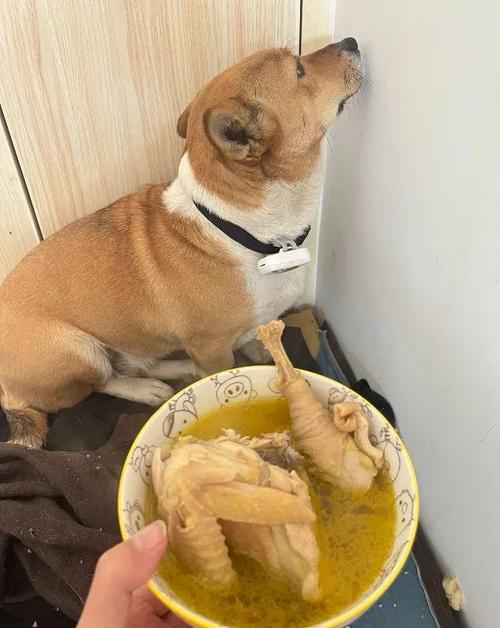狗狗可以喝鸡汤吗,宠物狗狗可以喝鸡汤吗?-第2张图片-后鲨宠物 狗狗可以喝鸡汤吗,宠物狗狗可以喝鸡汤吗?-第2张图片-后鲨宠物
