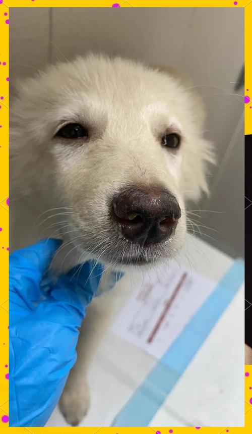 狗狗冠状是什么引起的,狗狗冠状是什么病-第5张图片-后鲨宠物 狗狗冠状是什么引起的,狗狗冠状是什么病-第5张图片-后鲨宠物