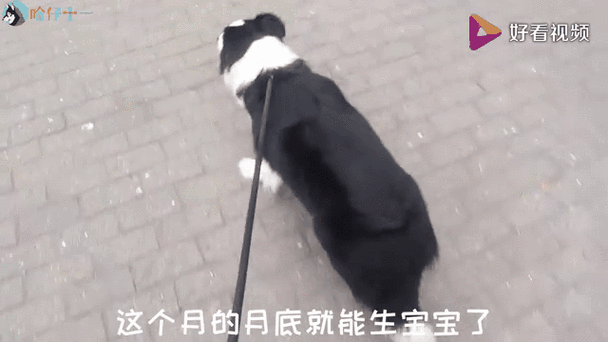 狗狗怀孕多少天生,狗狗多久能看出来怀孕-第3张图片-后鲨宠物 狗狗怀孕多少天生,狗狗多久能看出来怀孕-第3张图片-后鲨宠物