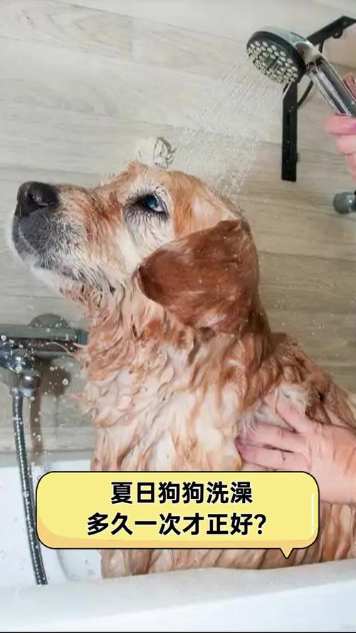 狗狗多少天洗一次澡,泰迪一周洗一次澡好吗?-第2张图片-后鲨宠物 狗狗多少天洗一次澡,泰迪一周洗一次澡好吗?-第2张图片-后鲨宠物