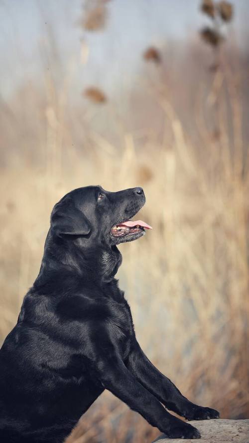 狗狗缺氧急救方法_狗狗缺氧的症状-第2张图片-后鲨宠物 狗狗缺氧急救方法_狗狗缺氧的症状-第2张图片-后鲨宠物