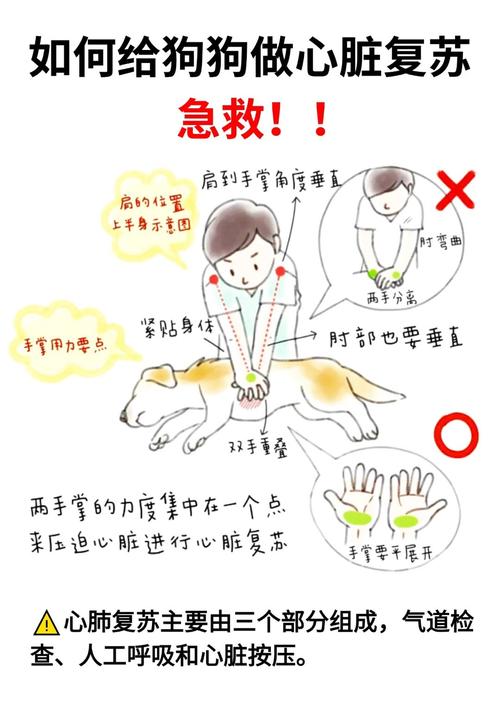 狗狗缺氧急救方法_狗狗缺氧的症状-第4张图片-后鲨宠物 狗狗缺氧急救方法_狗狗缺氧的症状-第4张图片-后鲨宠物