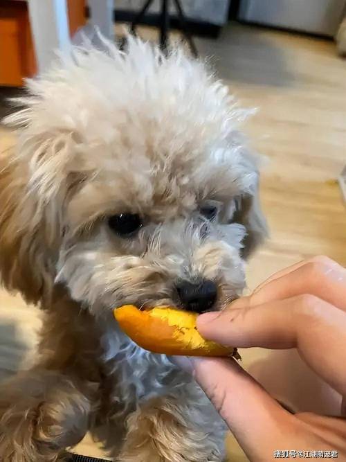 狗狗吃了香蕉皮怎么办,狗狗误食香蕉皮怎么办-第4张图片-后鲨宠物 狗狗吃了香蕉皮怎么办,狗狗误食香蕉皮怎么办-第4张图片-后鲨宠物