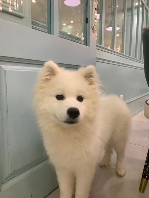 狗狗吃了香蕉皮怎么办,狗狗误食香蕉皮怎么办-第5张图片-后鲨宠物 狗狗吃了香蕉皮怎么办,狗狗误食香蕉皮怎么办-第5张图片-后鲨宠物