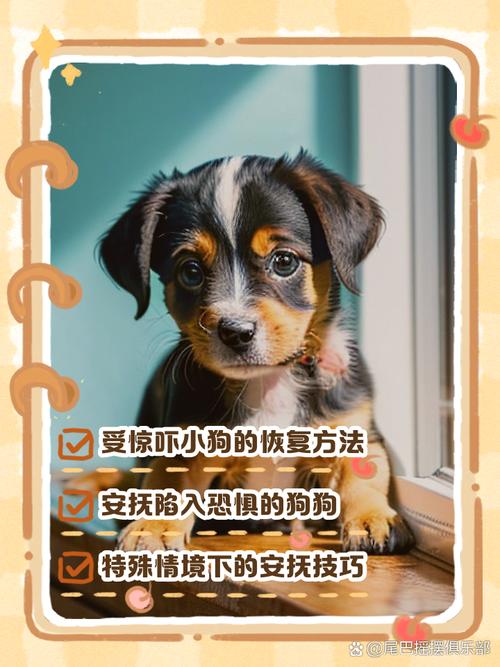 狗狗被吓到了怎么办啊,狗狗被吓到后怎么办-第3张图片-后鲨宠物 狗狗被吓到了怎么办啊,狗狗被吓到后怎么办-第3张图片-后鲨宠物