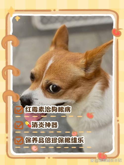 狗狗去火用什么药好，狗狗消炎去火用什么药？-第2张图片-后鲨宠物