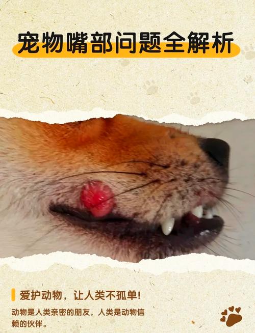 狗狗去火用什么药好，狗狗消炎去火用什么药？-第5张图片-后鲨宠物