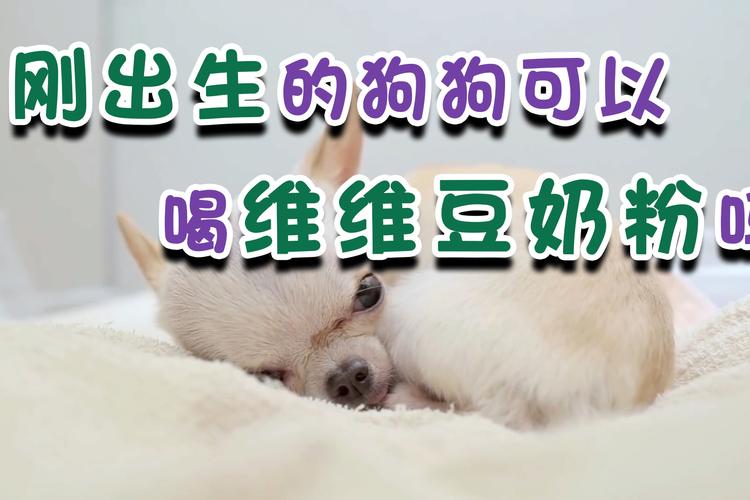 狗狗能喝豆奶吗,狗狗可以喝豆奶粉吗-第3张图片-后鲨宠物 狗狗能喝豆奶吗,狗狗可以喝豆奶粉吗-第3张图片-后鲨宠物