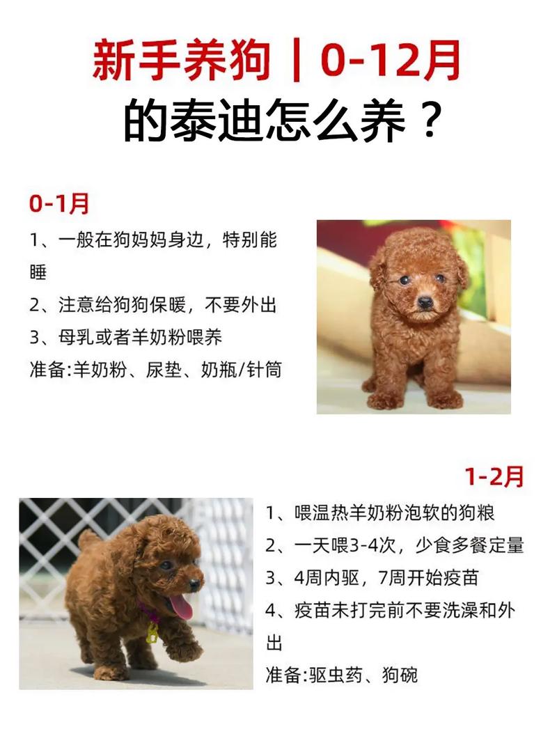 三个月狗狗可以洗澡吗,3个月的狗可以洗澡不-第1张图片-后鲨宠物 三个月狗狗可以洗澡吗,3个月的狗可以洗澡不-第1张图片-后鲨宠物