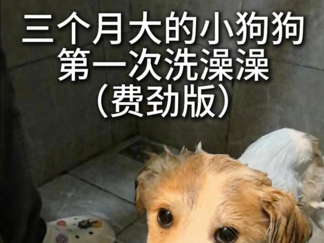 三个月狗狗可以洗澡吗,3个月的狗可以洗澡不-第5张图片-后鲨宠物 三个月狗狗可以洗澡吗,3个月的狗可以洗澡不-第5张图片-后鲨宠物