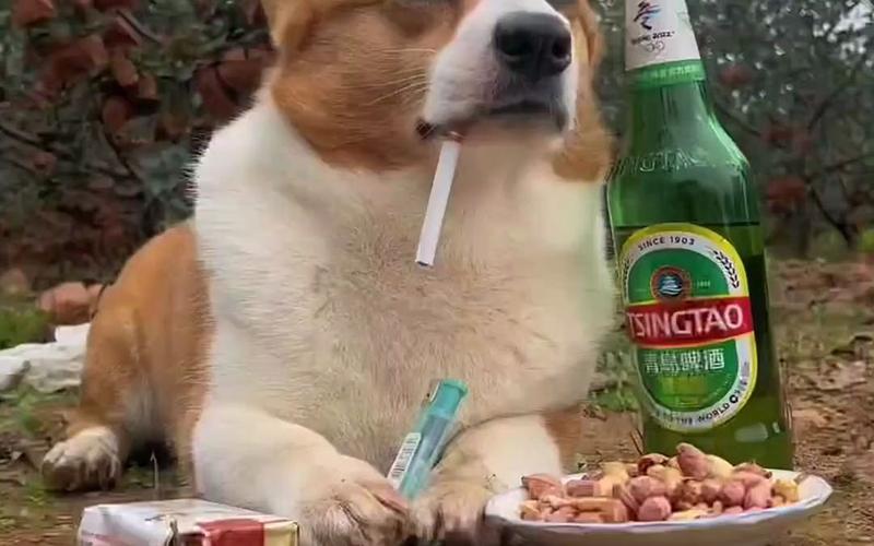 狗狗喝酒会怎样_狗狗喝酒的危害性-第1张图片-后鲨宠物 狗狗喝酒会怎样_狗狗喝酒的危害性-第1张图片-后鲨宠物