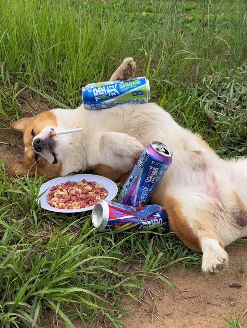 狗狗喝酒会怎样_狗狗喝酒的危害性-第3张图片-后鲨宠物 狗狗喝酒会怎样_狗狗喝酒的危害性-第3张图片-后鲨宠物