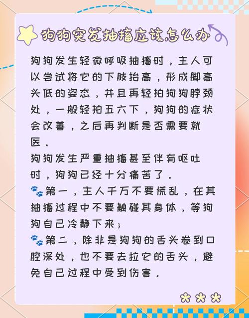 狗狗抽搐怎么办,狗狗抽搐最简单处理方法?-第5张图片-后鲨宠物 狗狗抽搐怎么办,狗狗抽搐最简单处理方法?-第5张图片-后鲨宠物