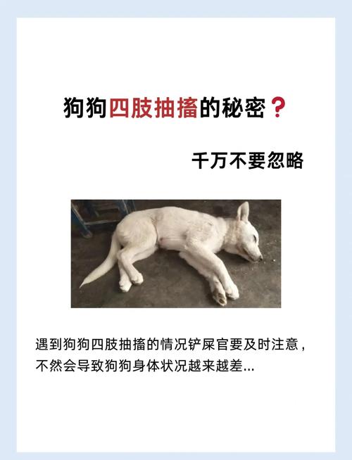 狗狗抽搐怎么办,狗狗抽搐最简单处理方法?-第6张图片-后鲨宠物 狗狗抽搐怎么办,狗狗抽搐最简单处理方法?-第6张图片-后鲨宠物