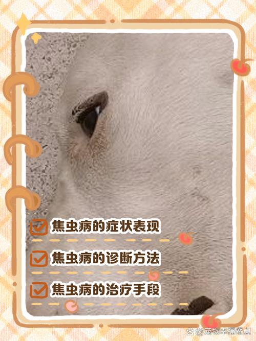 狗狗焦虫病能治好吗_狗狗焦虫病能治好吗视频-第2张图片-后鲨宠物 狗狗焦虫病能治好吗_狗狗焦虫病能治好吗视频-第2张图片-后鲨宠物