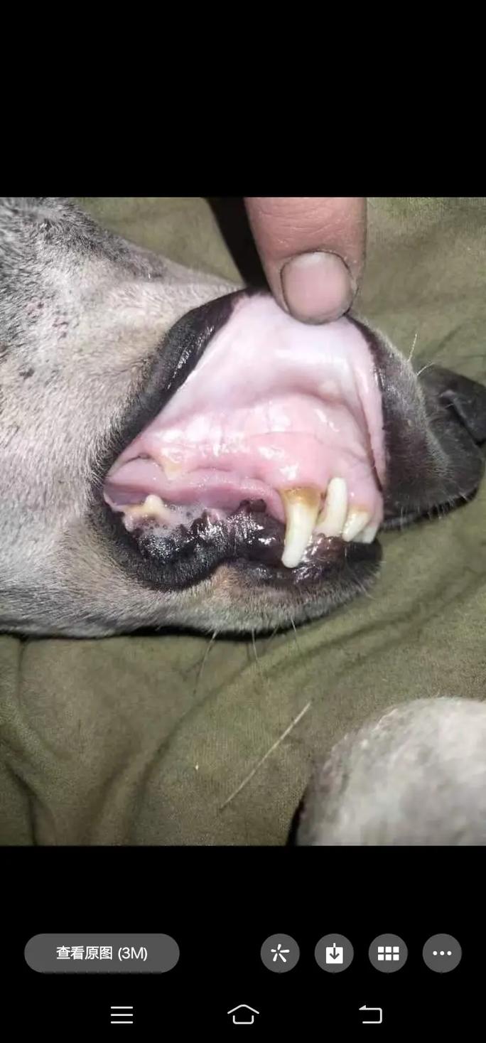 狗狗焦虫病能治好吗_狗狗焦虫病能治好吗视频-第3张图片-后鲨宠物 狗狗焦虫病能治好吗_狗狗焦虫病能治好吗视频-第3张图片-后鲨宠物