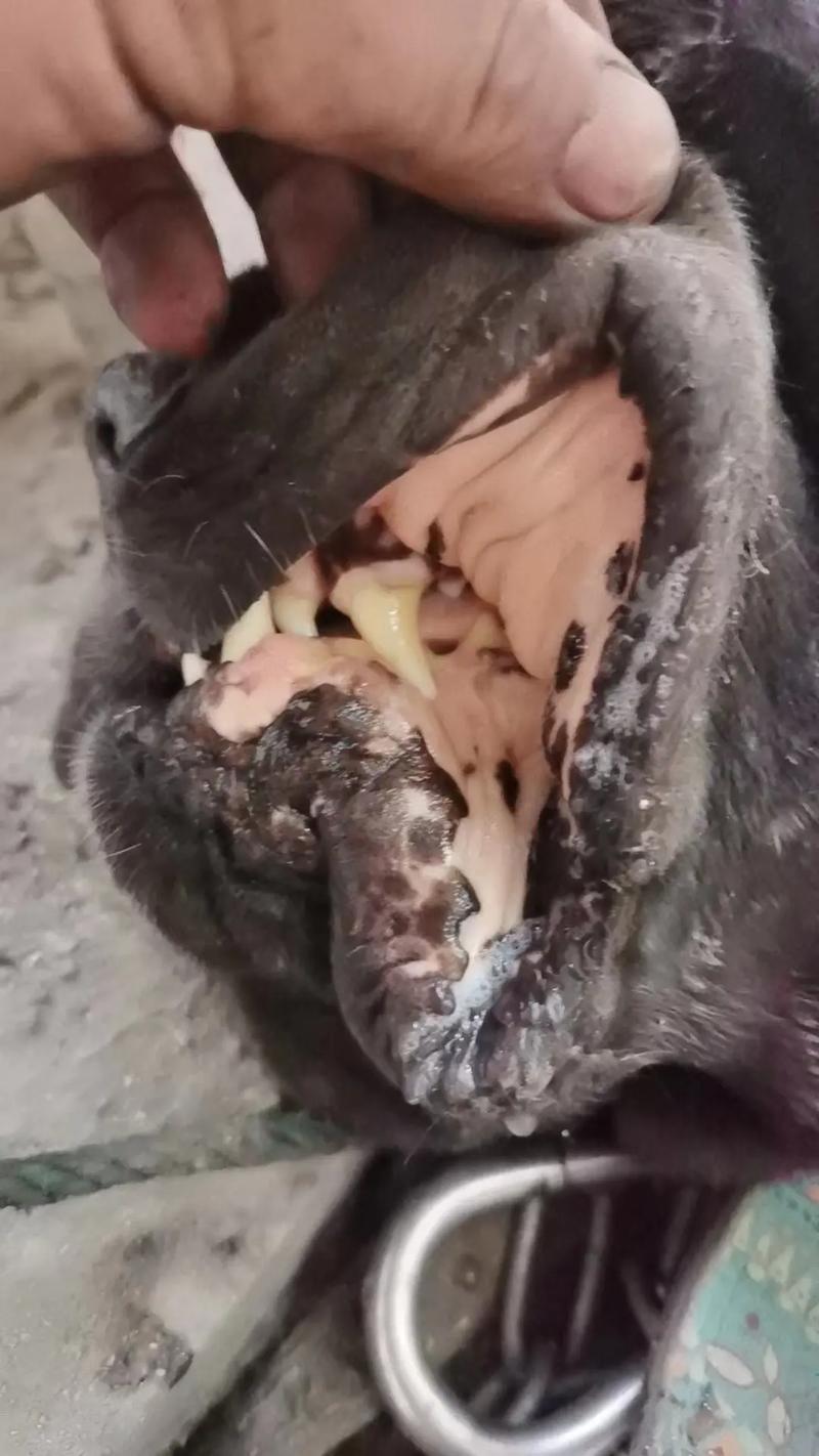 狗狗焦虫病能治好吗_狗狗焦虫病能治好吗视频-第4张图片-后鲨宠物 狗狗焦虫病能治好吗_狗狗焦虫病能治好吗视频-第4张图片-后鲨宠物