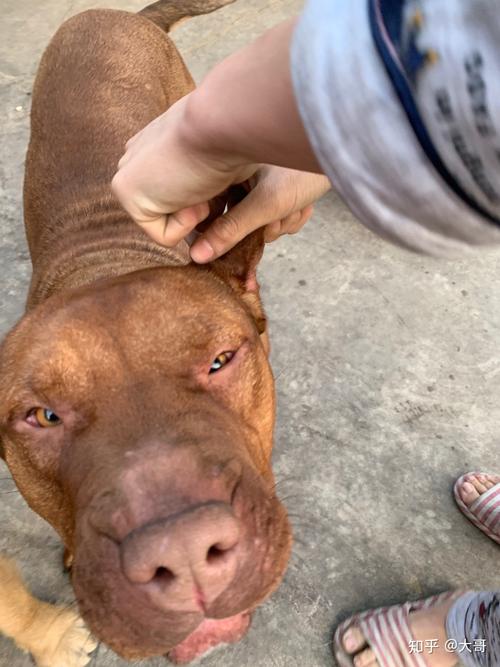 狗狗焦虫病能治好吗_狗狗焦虫病能治好吗视频-第5张图片-后鲨宠物 狗狗焦虫病能治好吗_狗狗焦虫病能治好吗视频-第5张图片-后鲨宠物