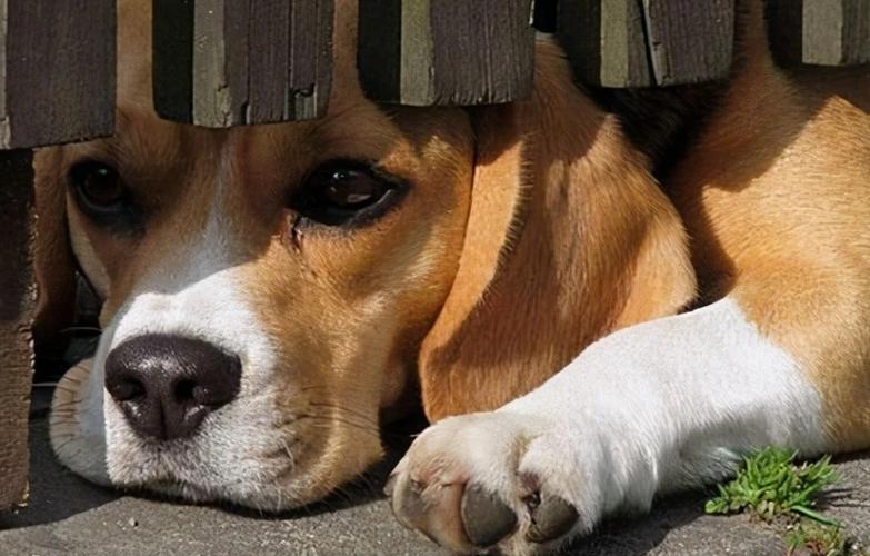 狗狗害怕打雷怎么办_狗狗怕打雷一直打颤怎么办-第3张图片-后鲨宠物 狗狗害怕打雷怎么办_狗狗怕打雷一直打颤怎么办-第3张图片-后鲨宠物