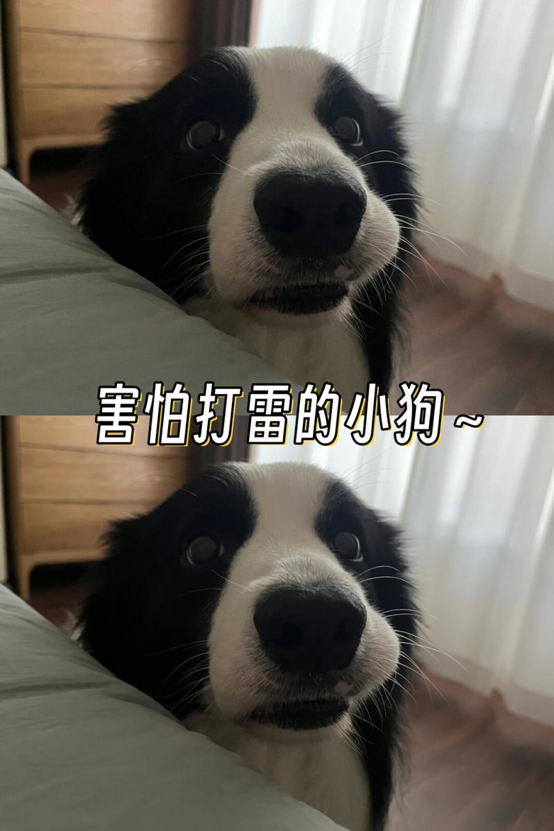 狗狗害怕打雷怎么办_狗狗怕打雷一直打颤怎么办-第4张图片-后鲨宠物 狗狗害怕打雷怎么办_狗狗怕打雷一直打颤怎么办-第4张图片-后鲨宠物